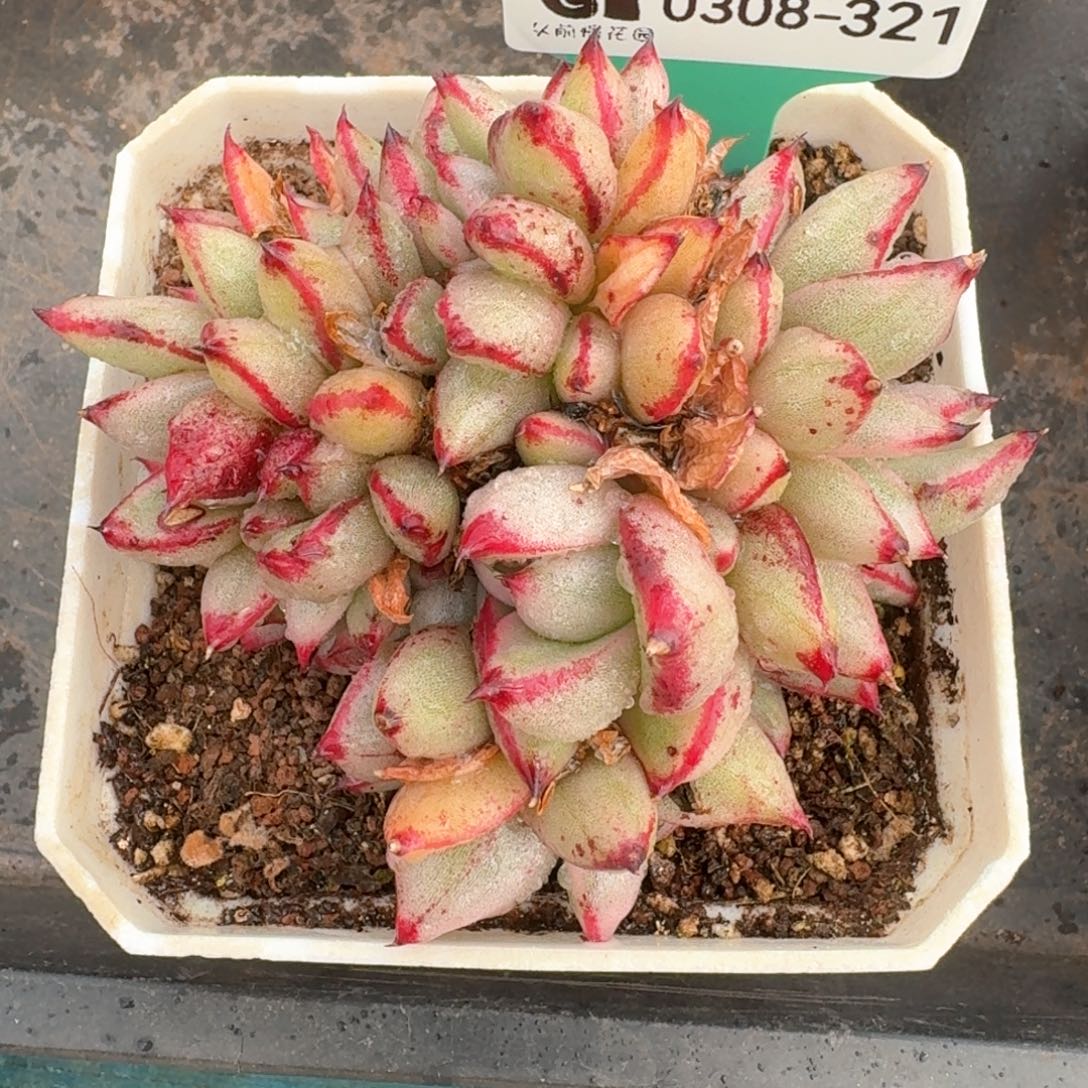 从前慢多肉精选编号0308.321