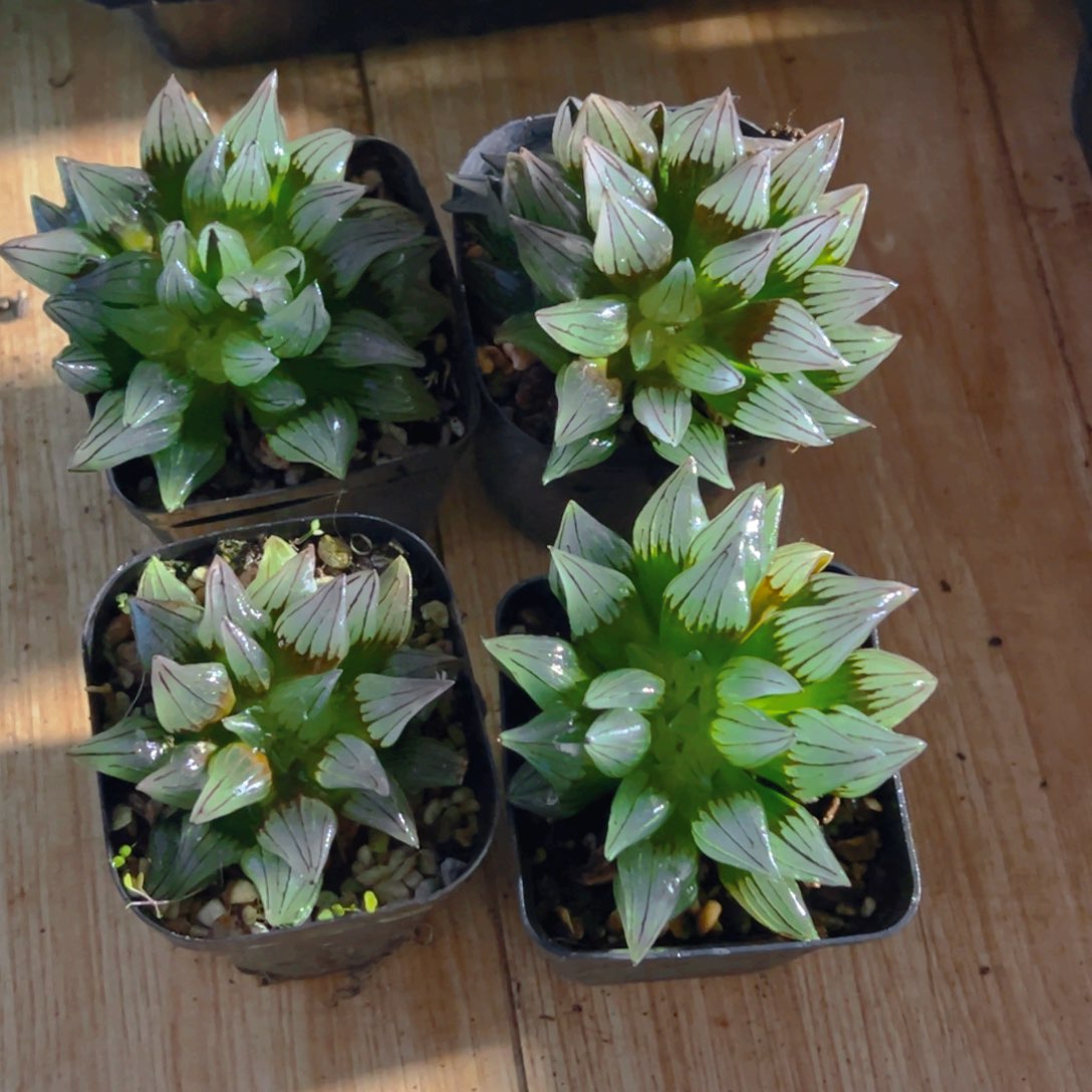 西瓜寿多肉多肉一颗