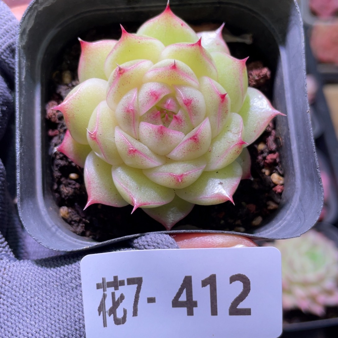 花利美7-412麦秆  