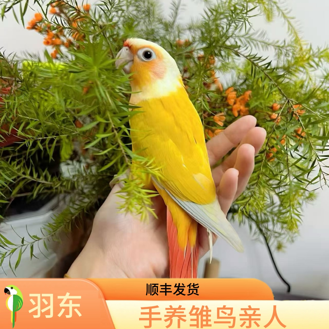 羽东鹦鹉手养亲人顺丰养殖场直发