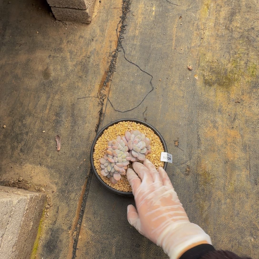 n n n n n n n n 109