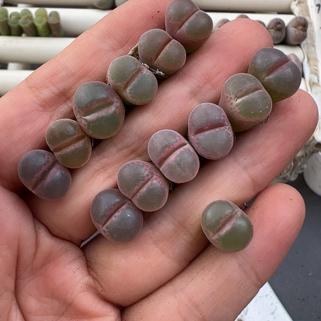 12.23好看的多肉脱土发货584