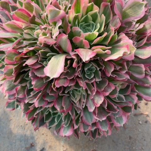 多肉植物雨花石锦