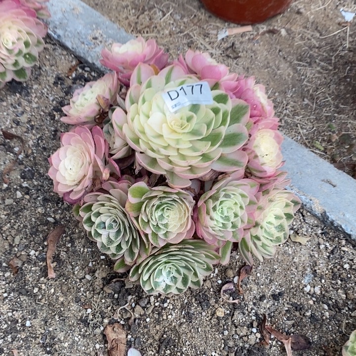 177倾城多肉植物植物