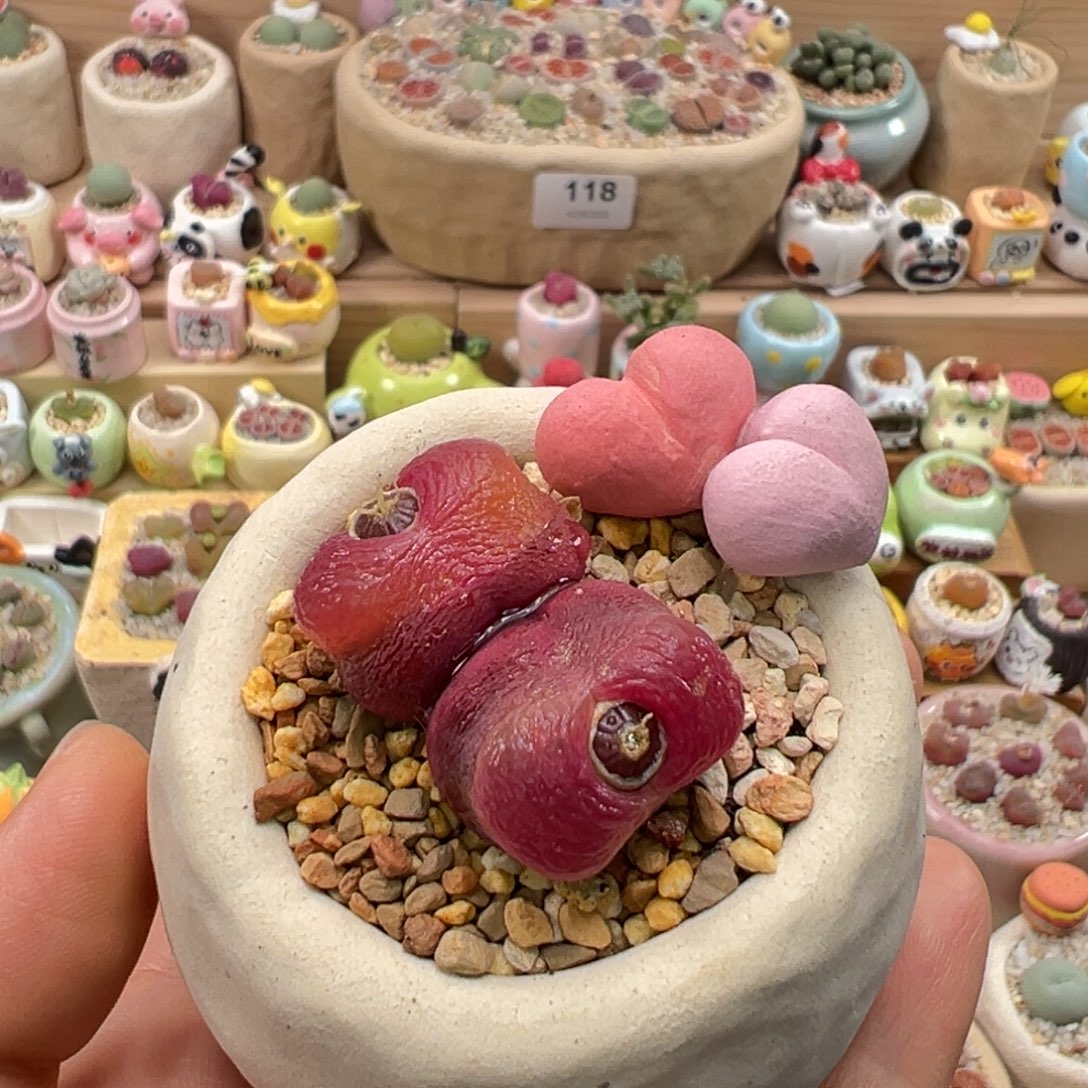 多肉植物146号双头毛