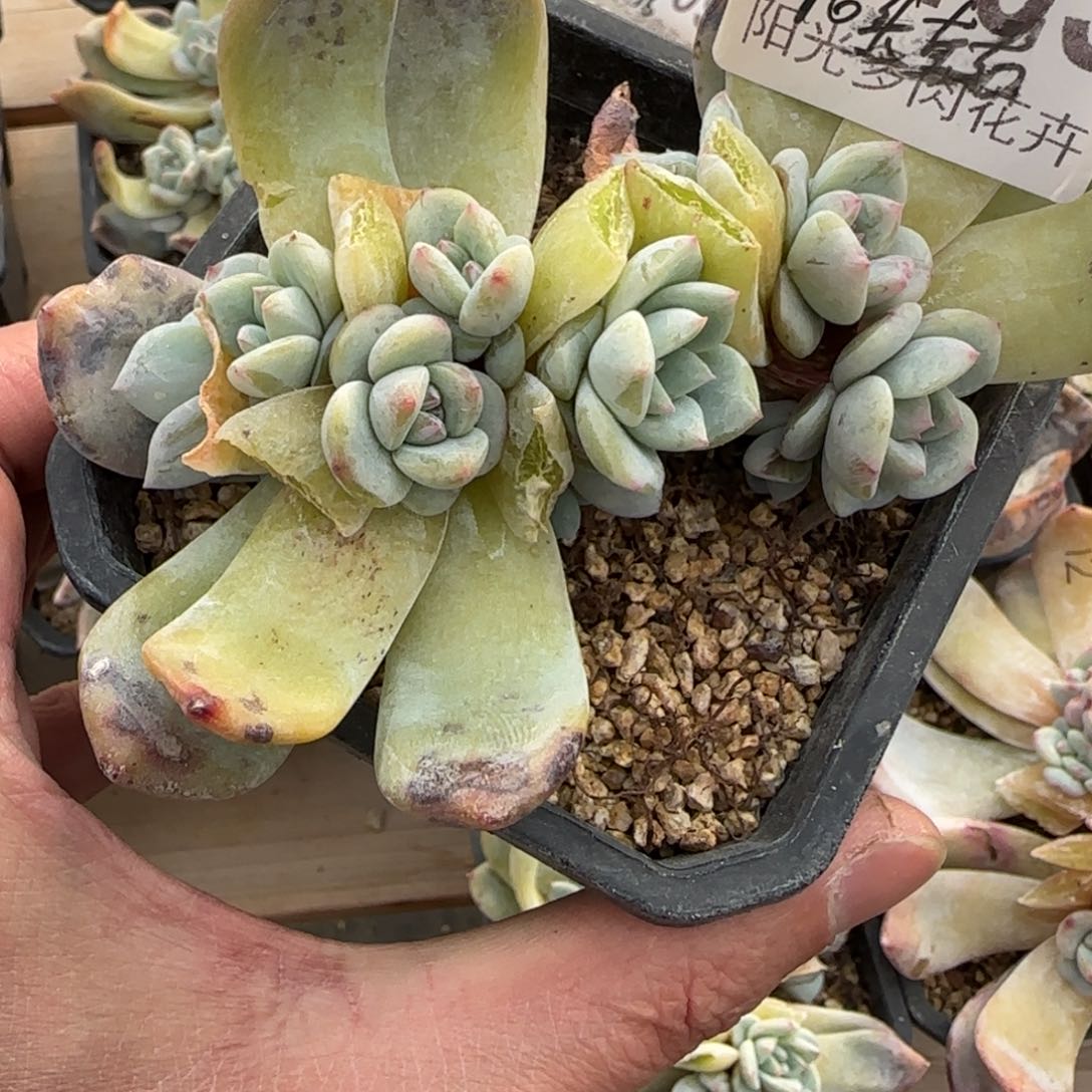 16头左右一物一拍