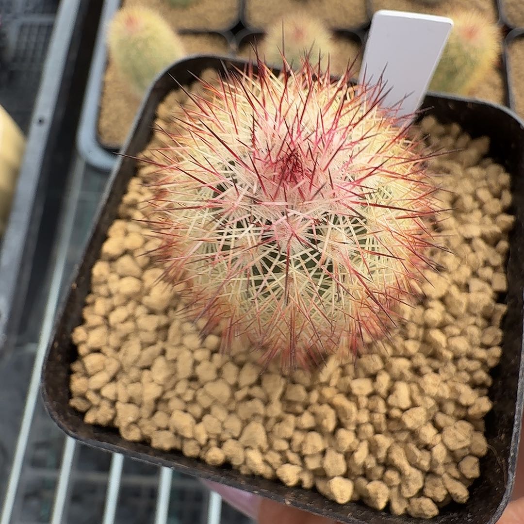 c***b实生多色刺猬脱土发货