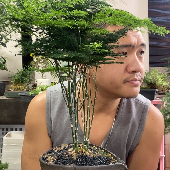 周***萍以实际为准盆景绿植盆栽81