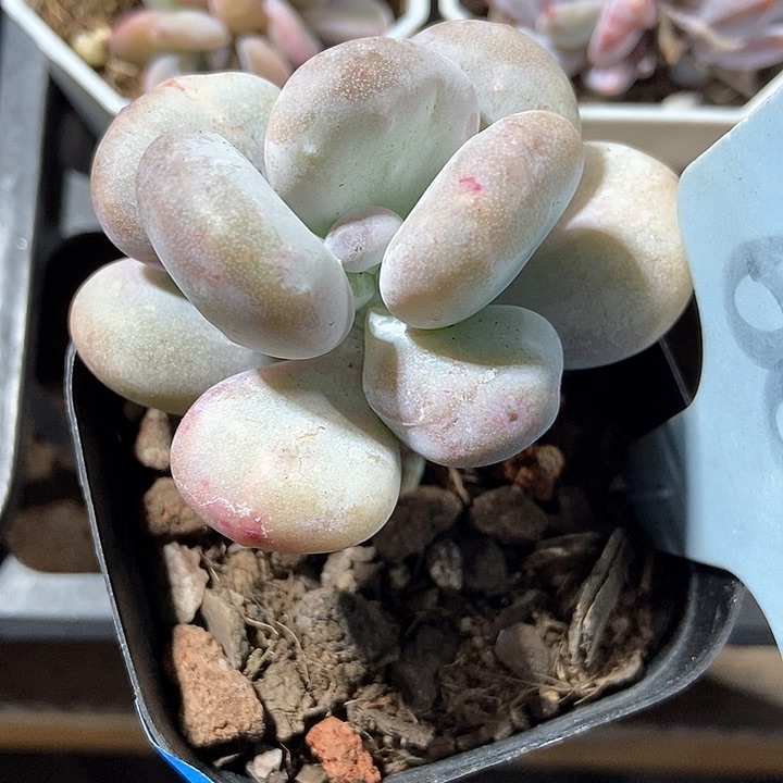 多肉植物奶酪石化6079