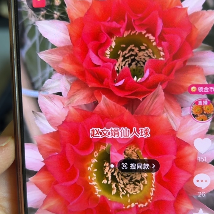 仙人球侧芽歪般若涂
