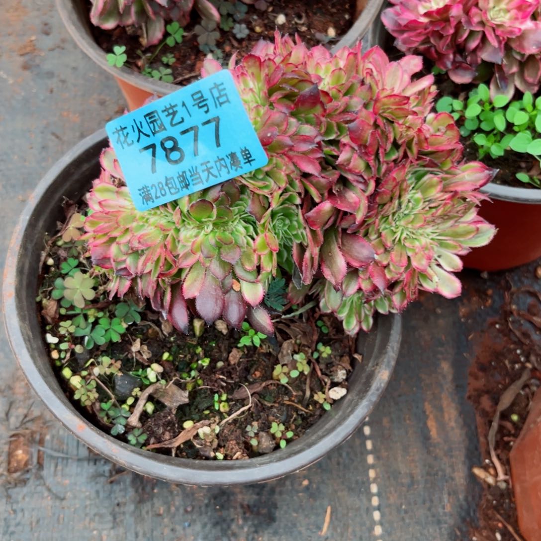 黑暗女神缀7877多肉植物