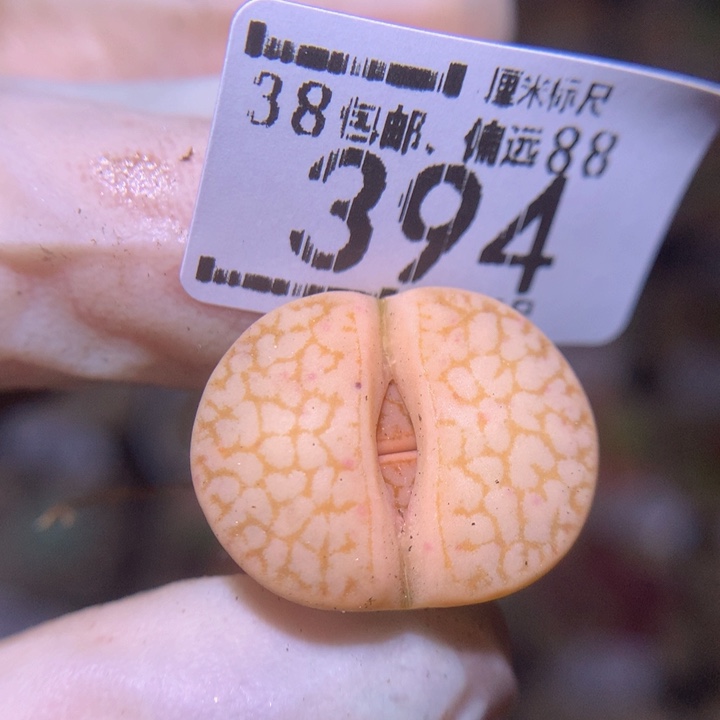 S精品生石花.394浪汗