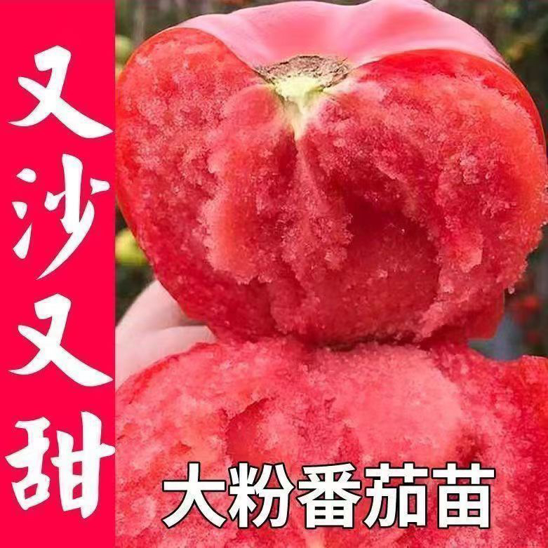 大粉西红柿苗沙瓤番茄苗红圣女黄圣女果苗带土发货各种番茄秧苗