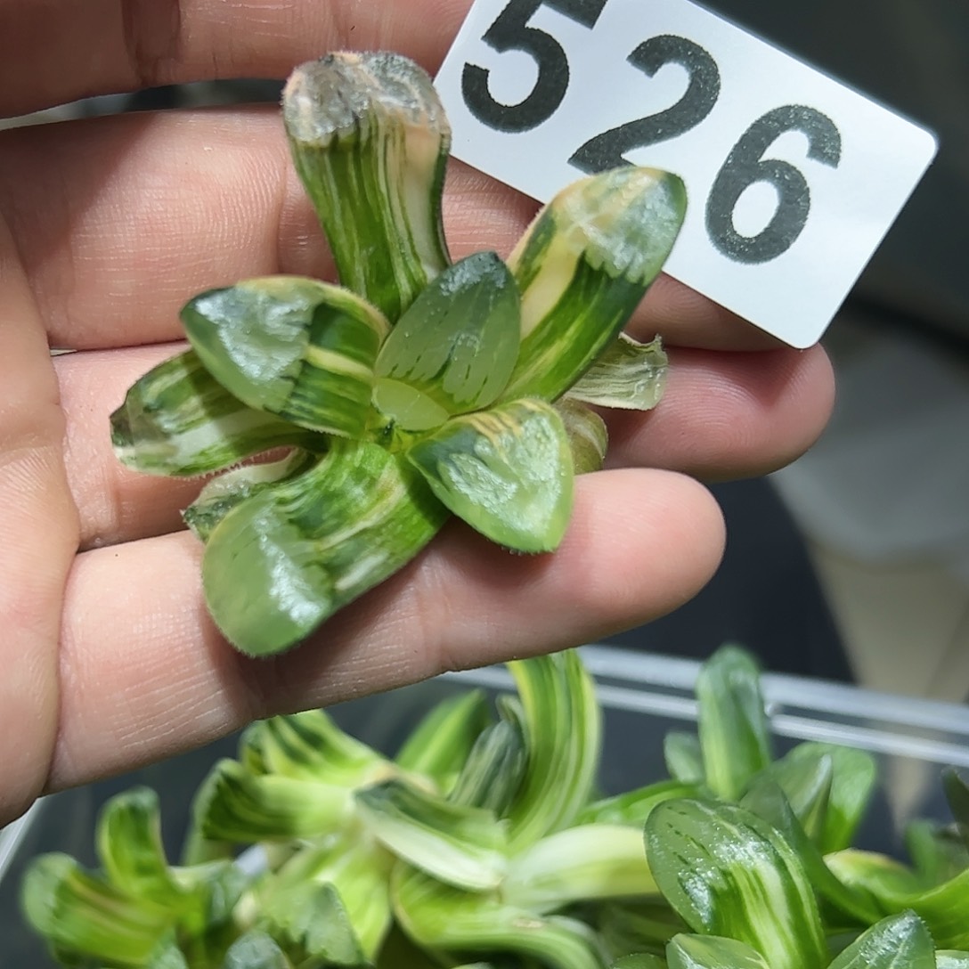 实生日月潭锦十二卷多肉