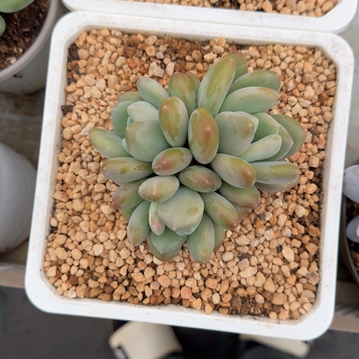 奶龙 3头 一物一拍