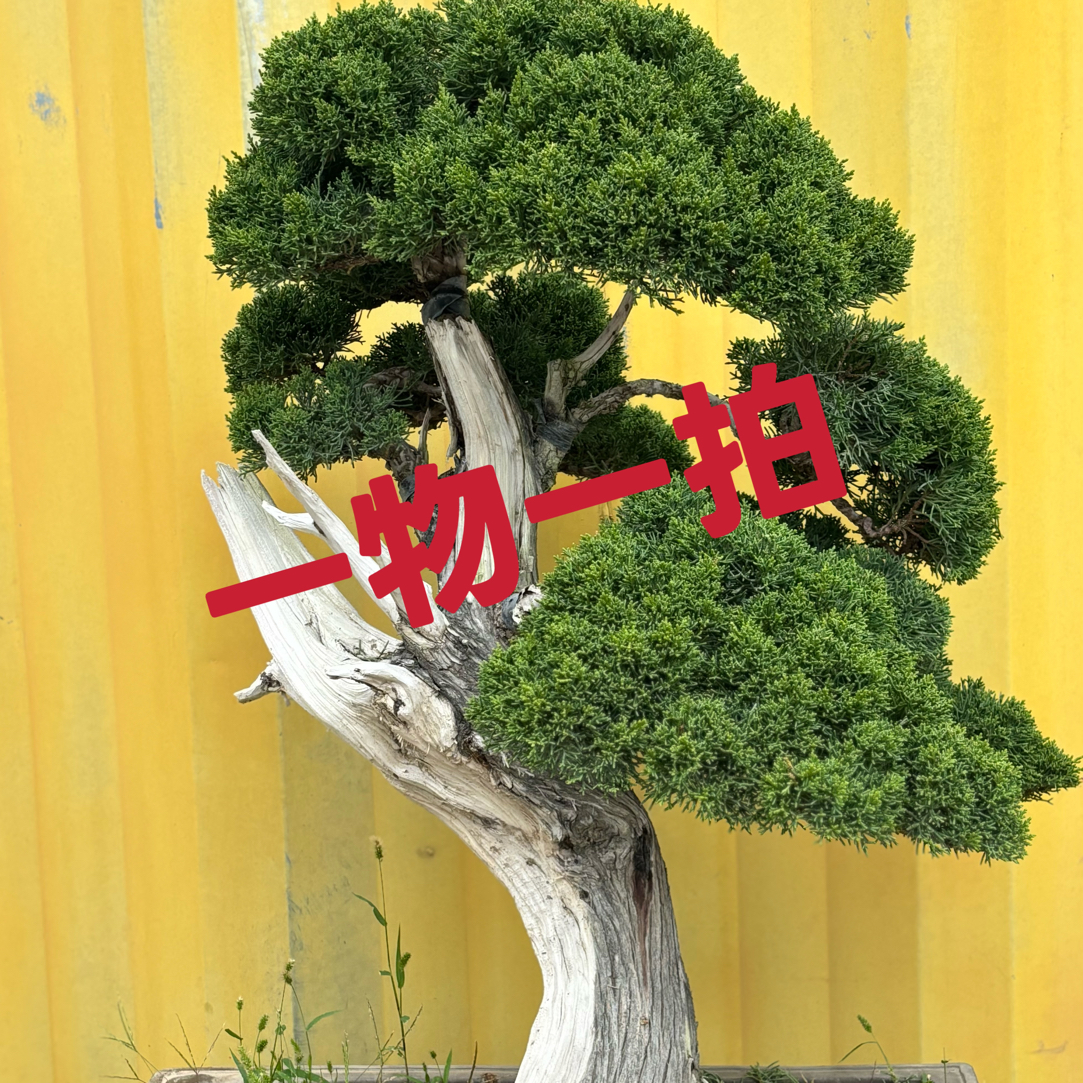 精品盆景一物一拍
