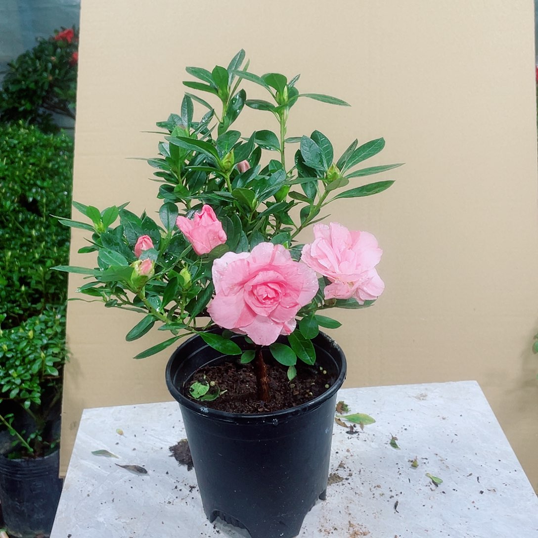 春***园完全开放桃梅锦杜鹃