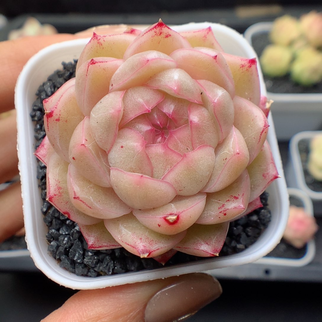 多肉植物。 麦秆1
