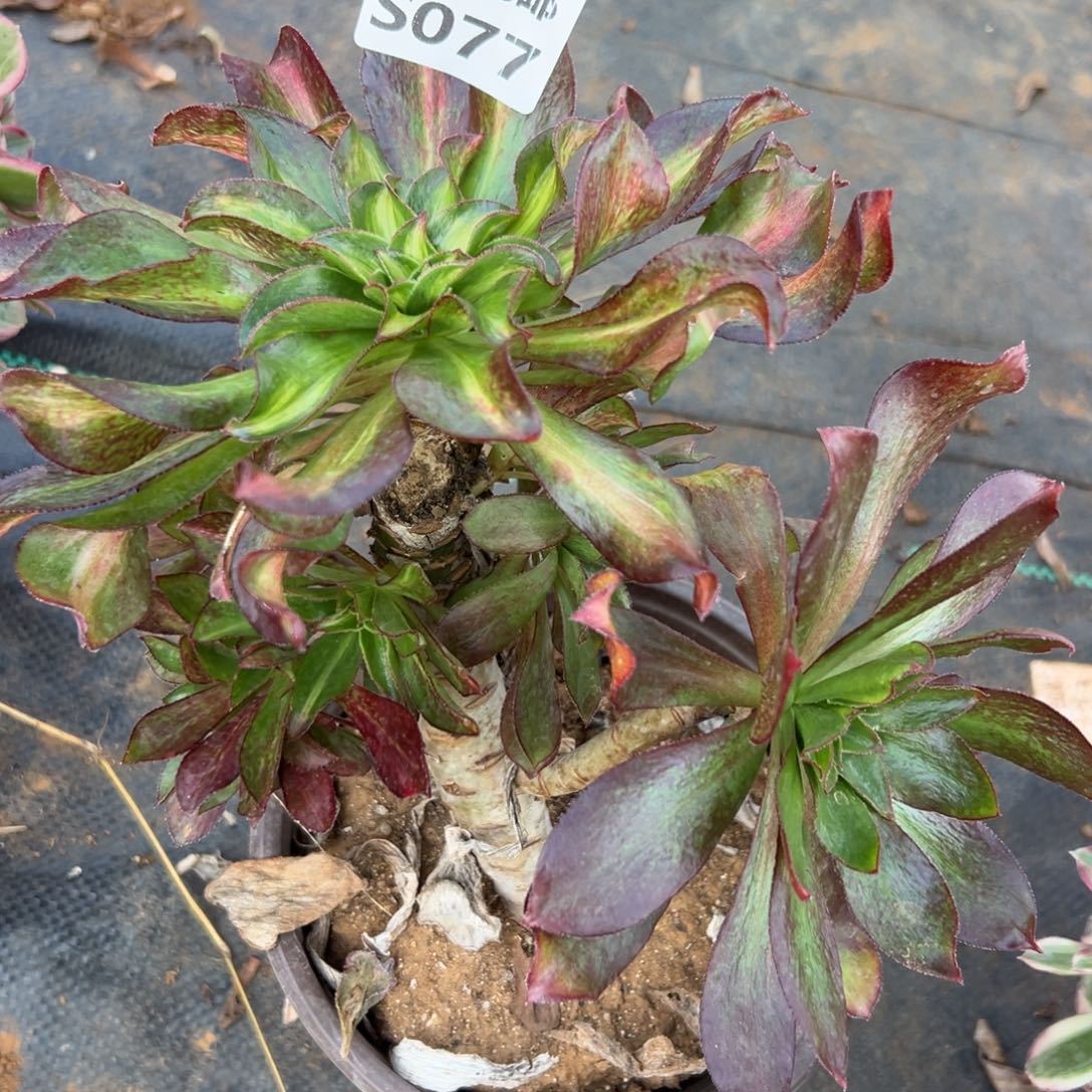 077魅影中斑，不包损，多肉法师