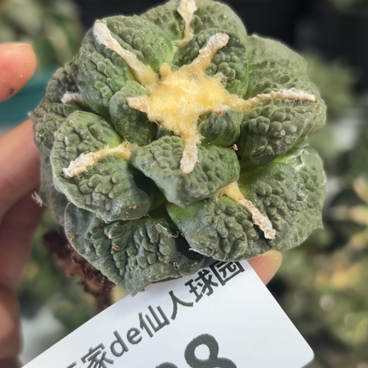 428脱土带根发货