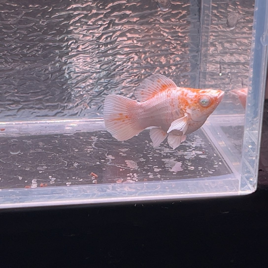 孔雀鱼玛丽鱼一条