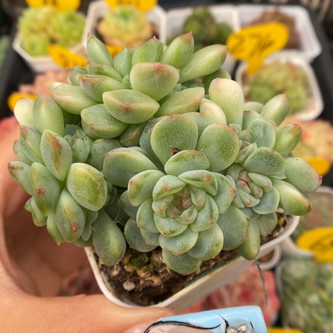 纸鸢15头以上859号。    