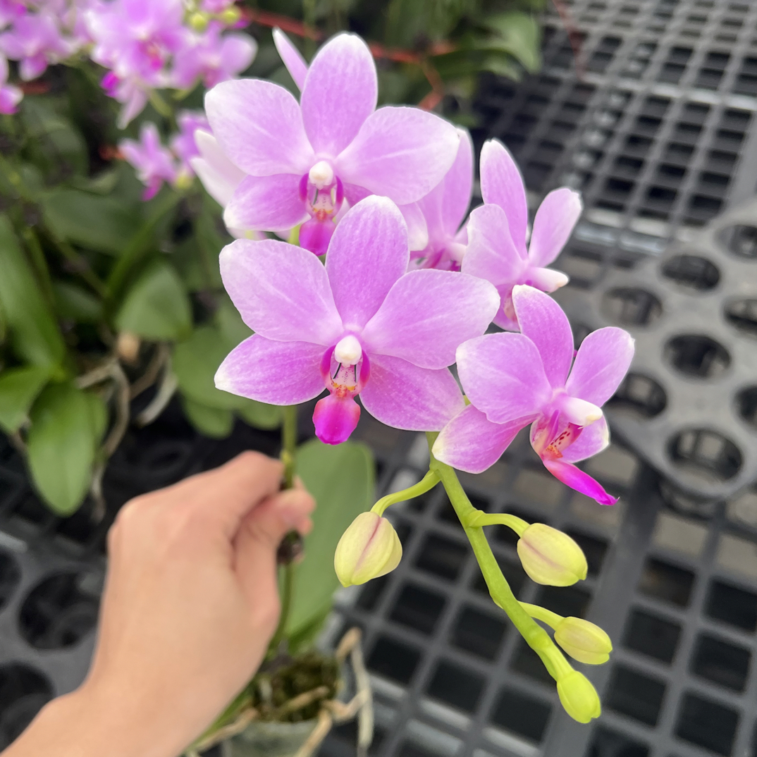 玲泷优选（蓝宝石01）蝴蝶兰花期长好养护