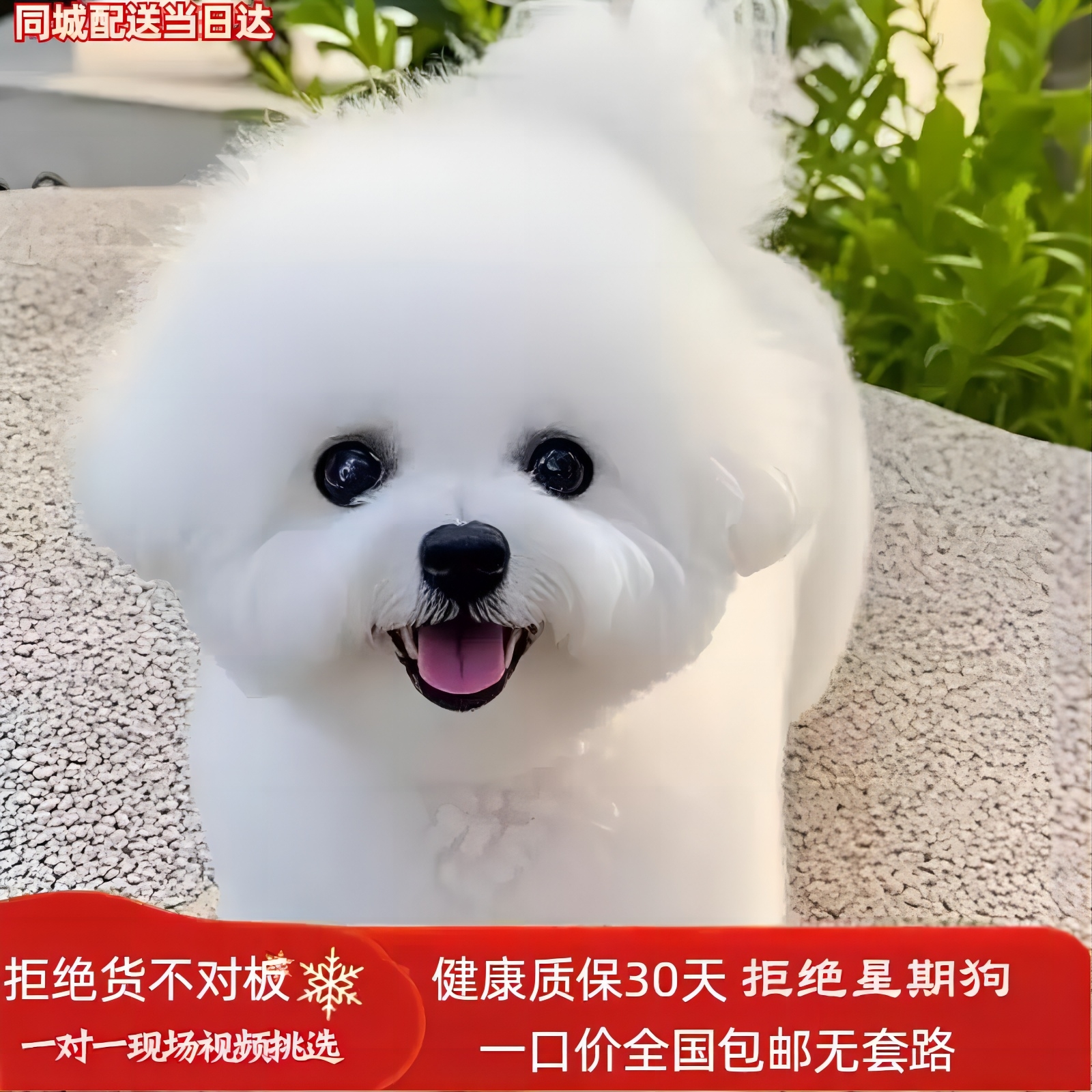 宠物狗狗幼犬全品类全价格链接