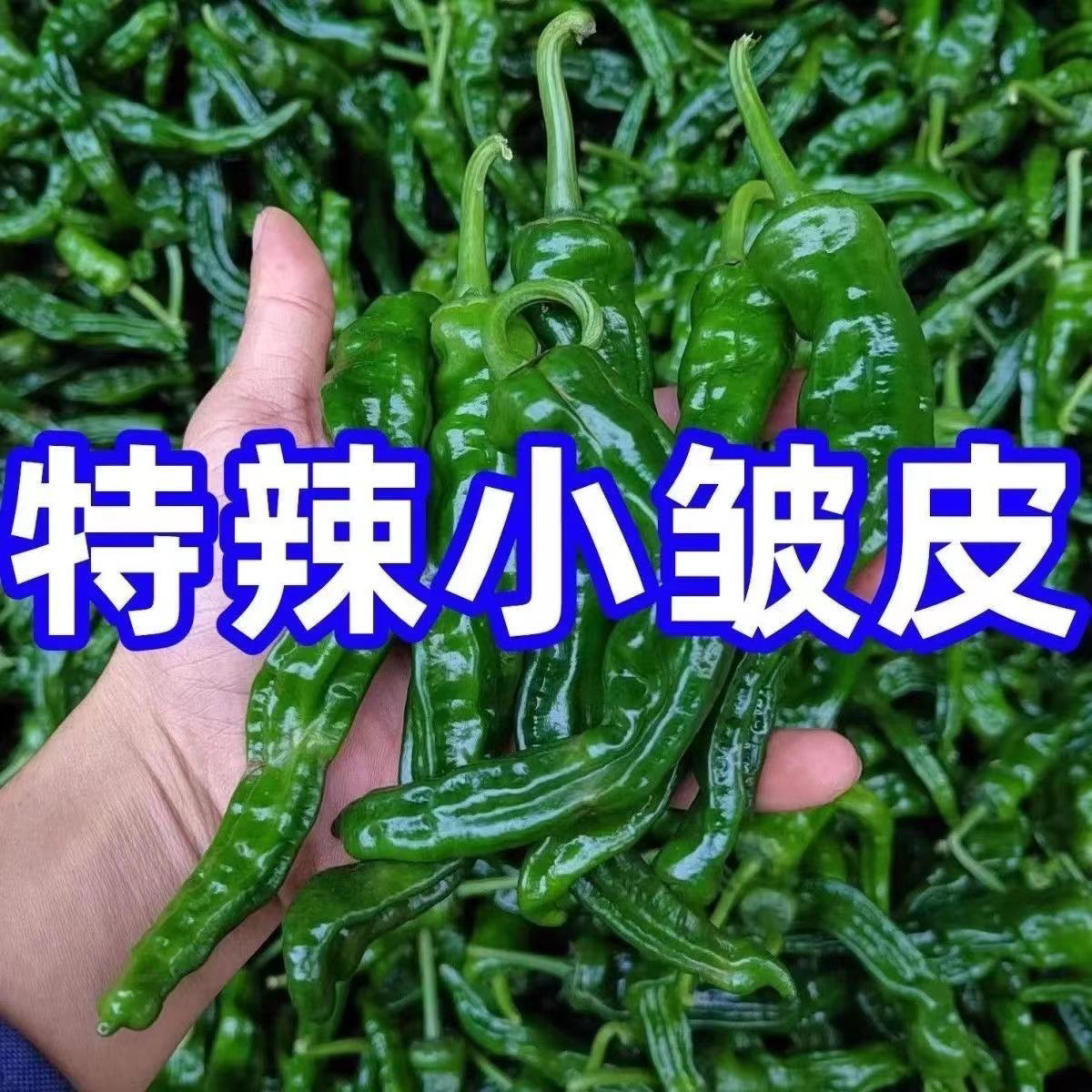 安徽新鲜现摘特辣小皱皮辣椒薄皮青椒农家自种