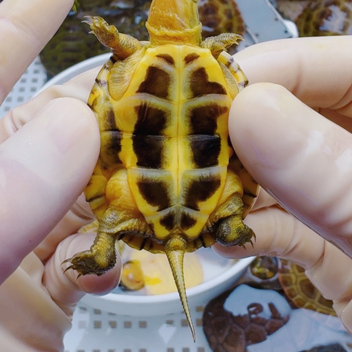 手***饼母宠物龟2222222222