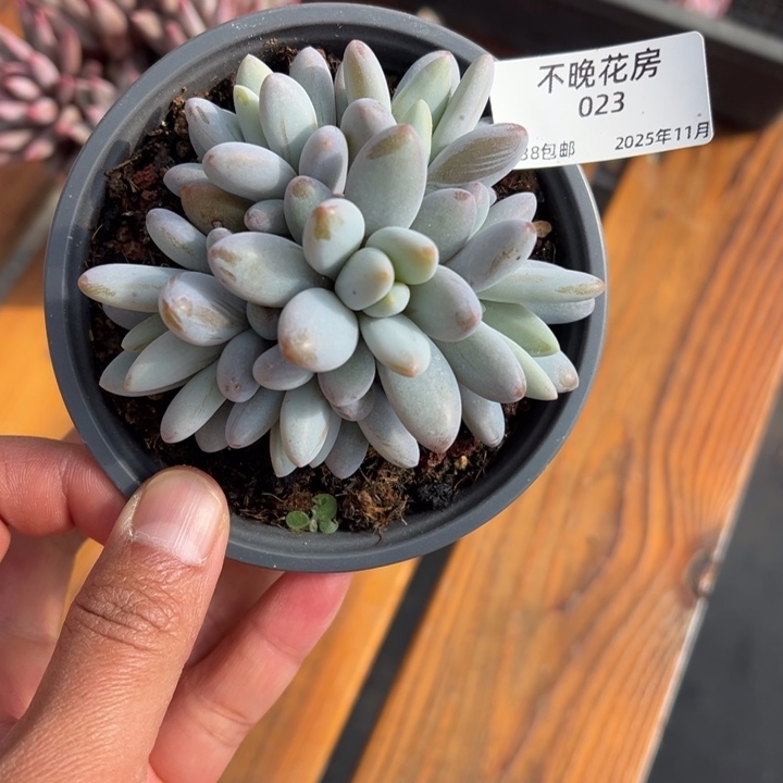 张张精品多肉甄选023