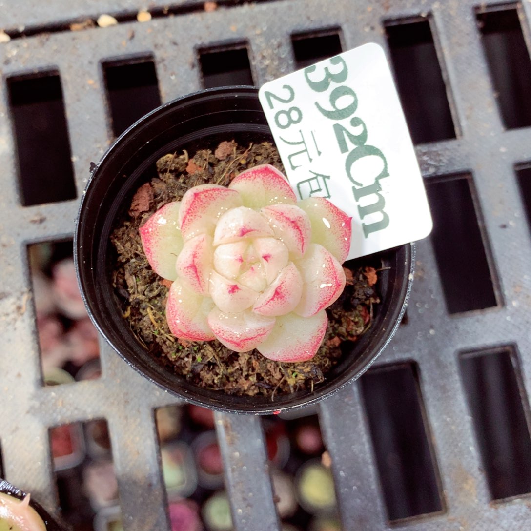 5厘米盆精控多肉392