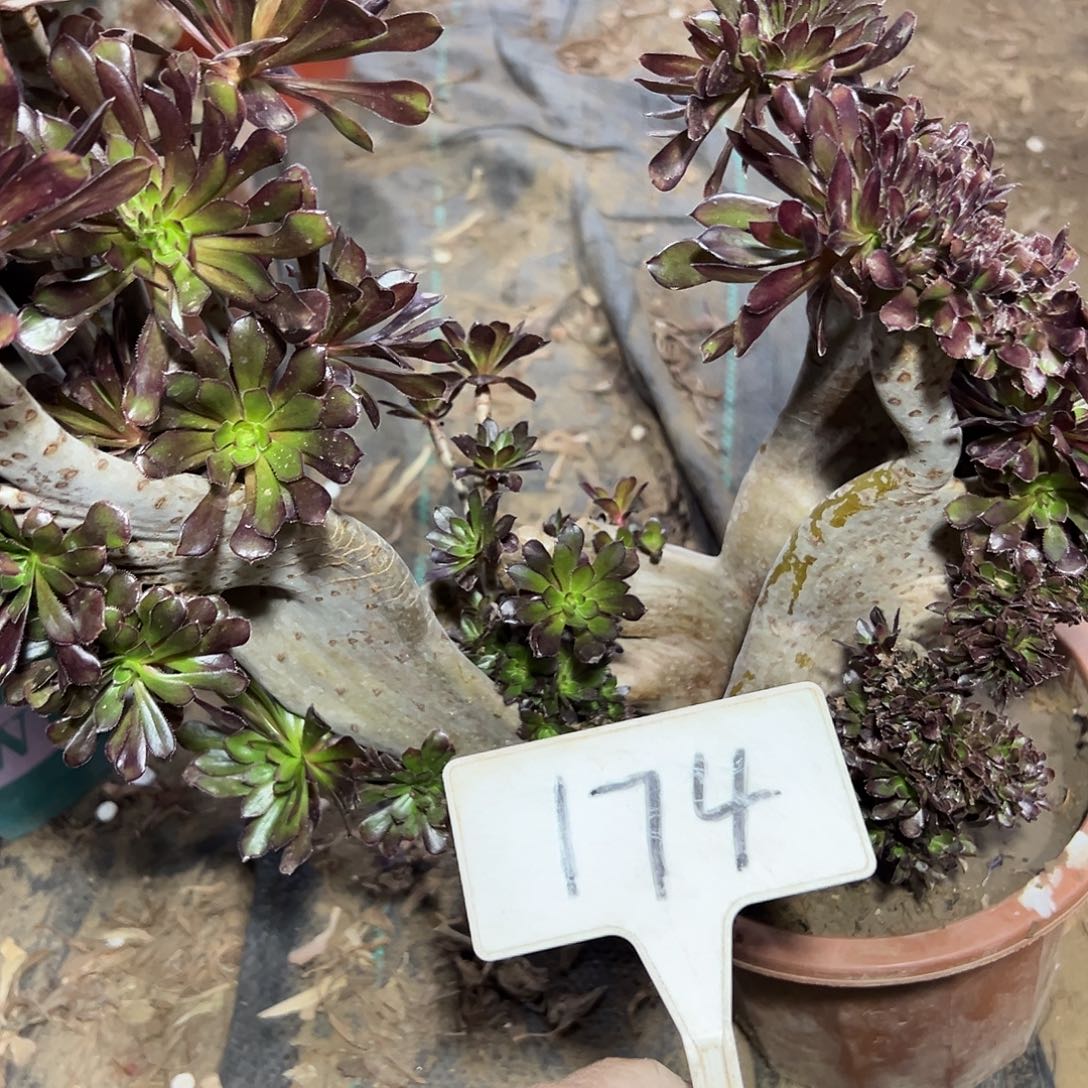 多肉植物黑法师缀花花174