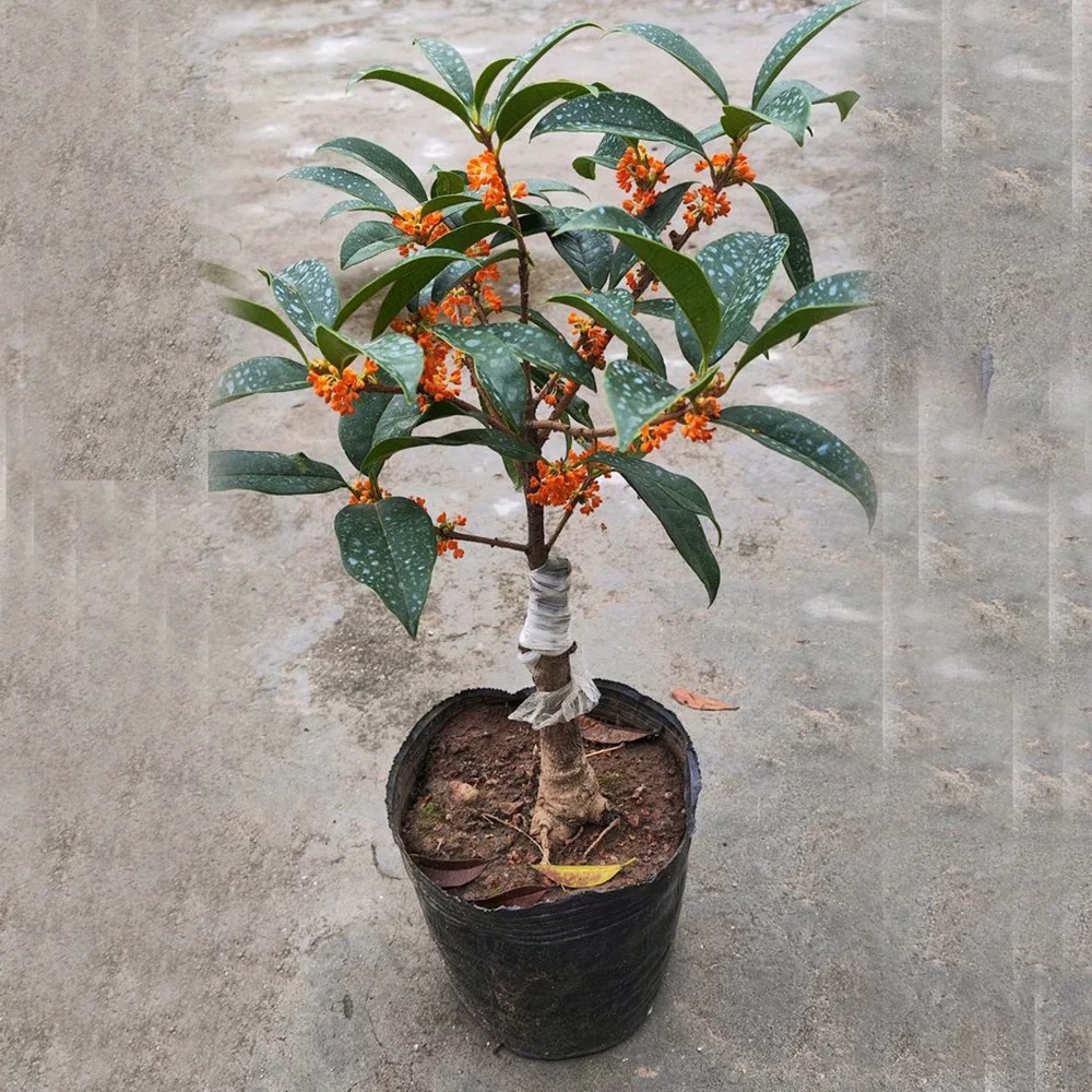 四季桂花树苗盆栽室内外老桩浓香型庭院四季开花植物