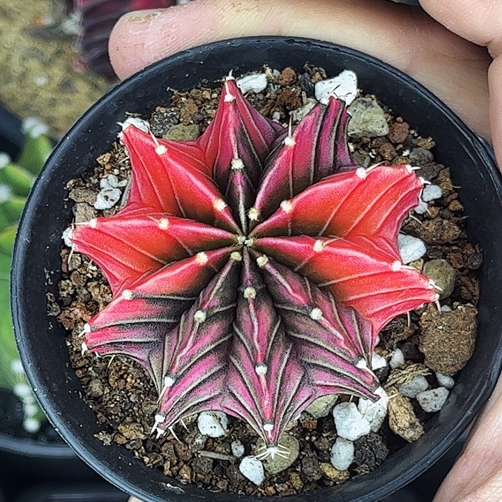 玫粉肋骨一物一拍09