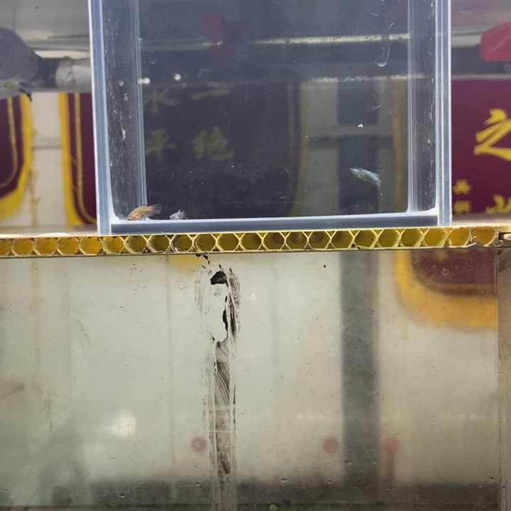 斗鱼包活不包损所见即所得319