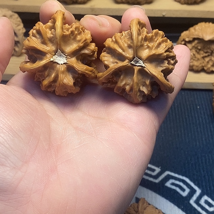 核桃40盘山正奔福利