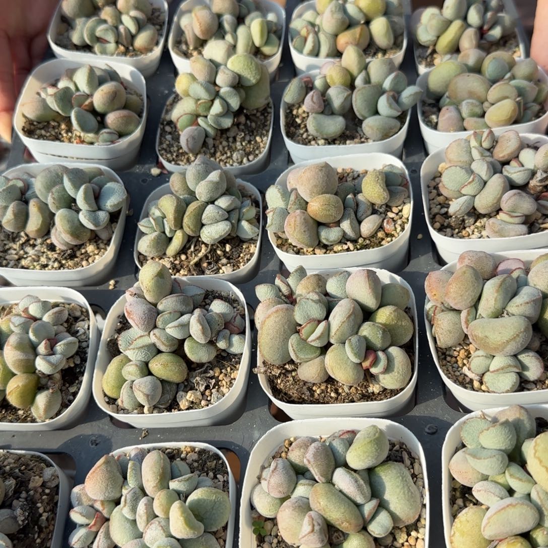 单颗硬叶白蛋量拍链接