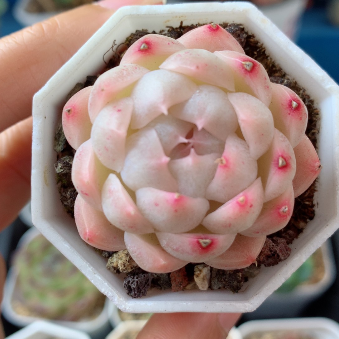 11麦秆58包邮  群生不包整 