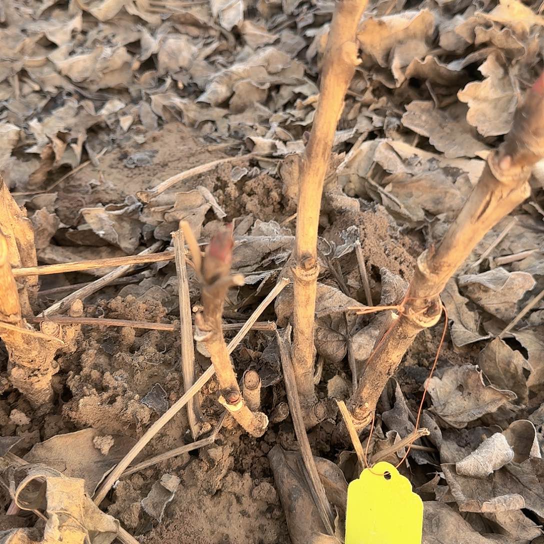 完全开放111111111