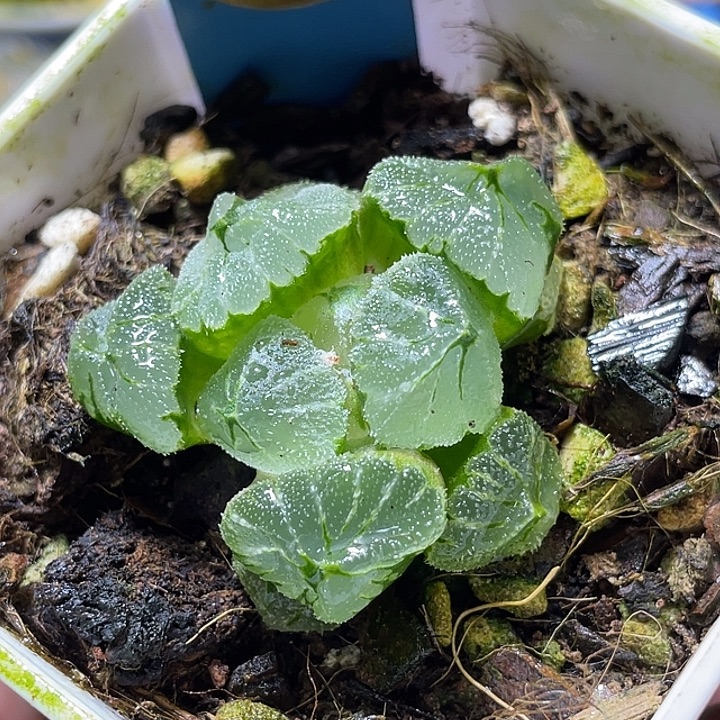 523冰墩墩特选福利一物