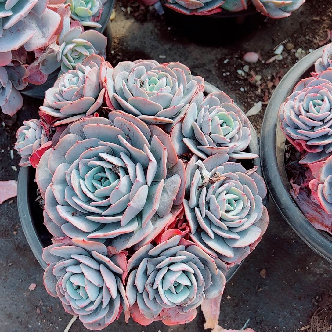 红粉台阁多头群生精品