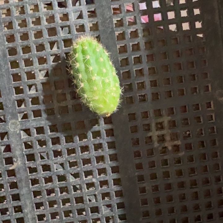 382白檀370无根侧牙很小一个，20包邮