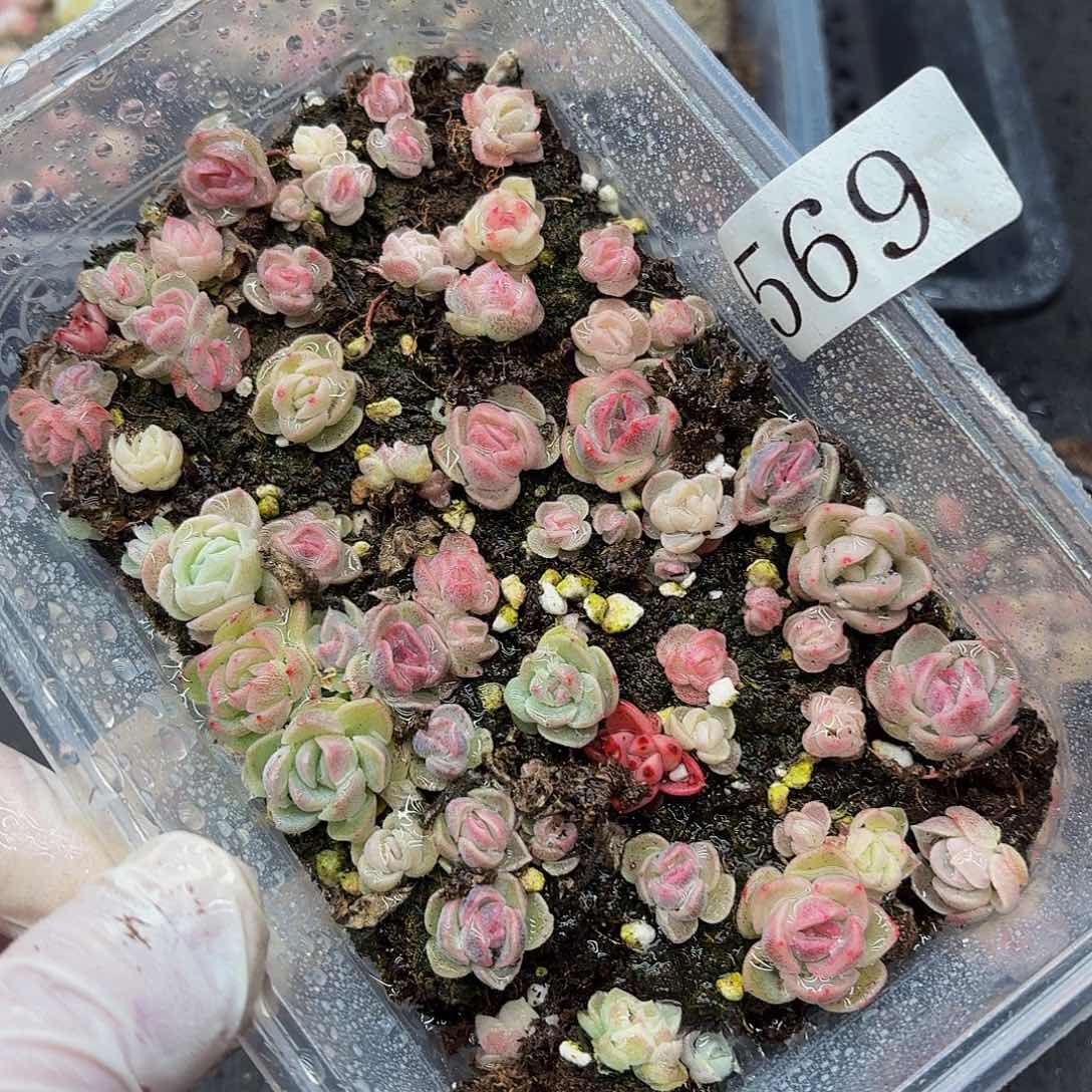 多肉植物多肉植物569