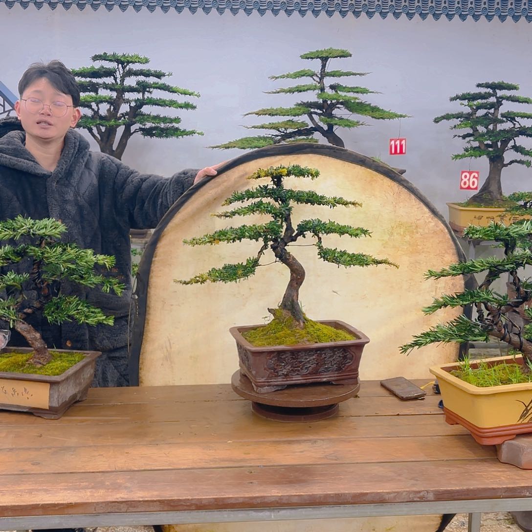 木红芽罗汉松带盆