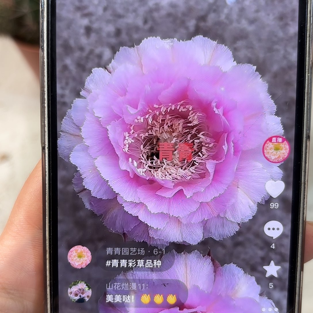 彩草桃花洛5.5公分左右