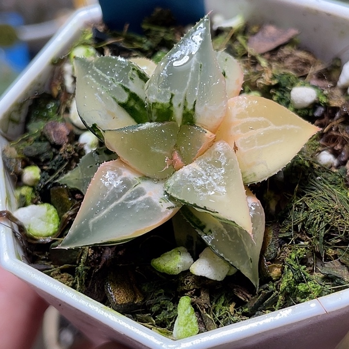 552酒吞锦特选福利