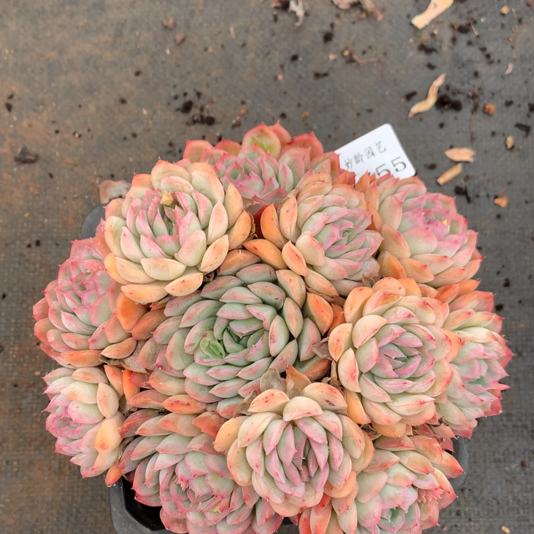 1755杂交精品基地15厘米