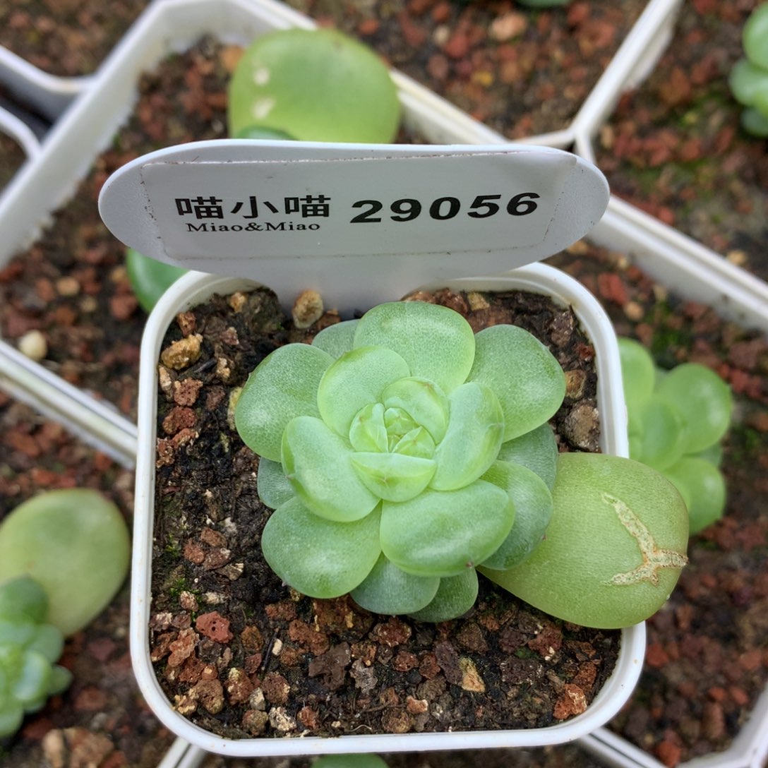 (***)多肉植物杂交珍妮