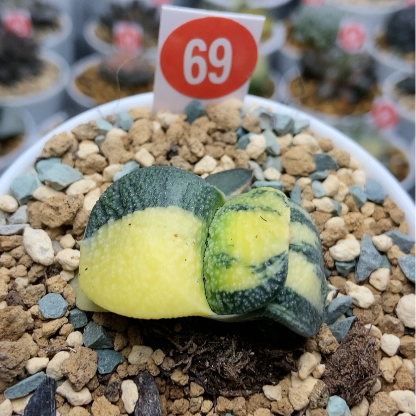 【闪购商品】椒*69珍珠卧牛锦